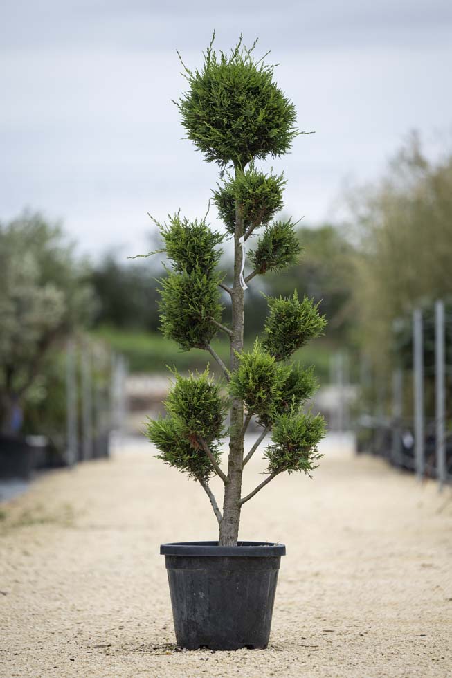 Cyprès de Leyland – Cupressocyparis leylandii Boule