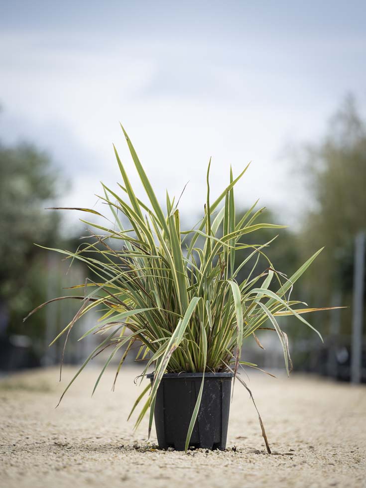 Phormium tenta variegatum